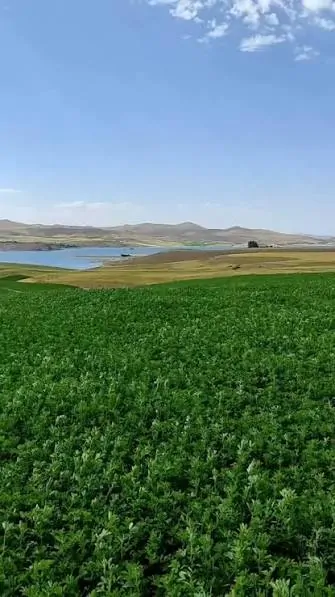 ۱۰ هکتار زمین کشاورزی با چاه عمیق